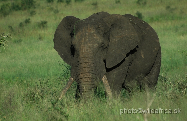 puku rsa 333.jpg - Kruger Elephant